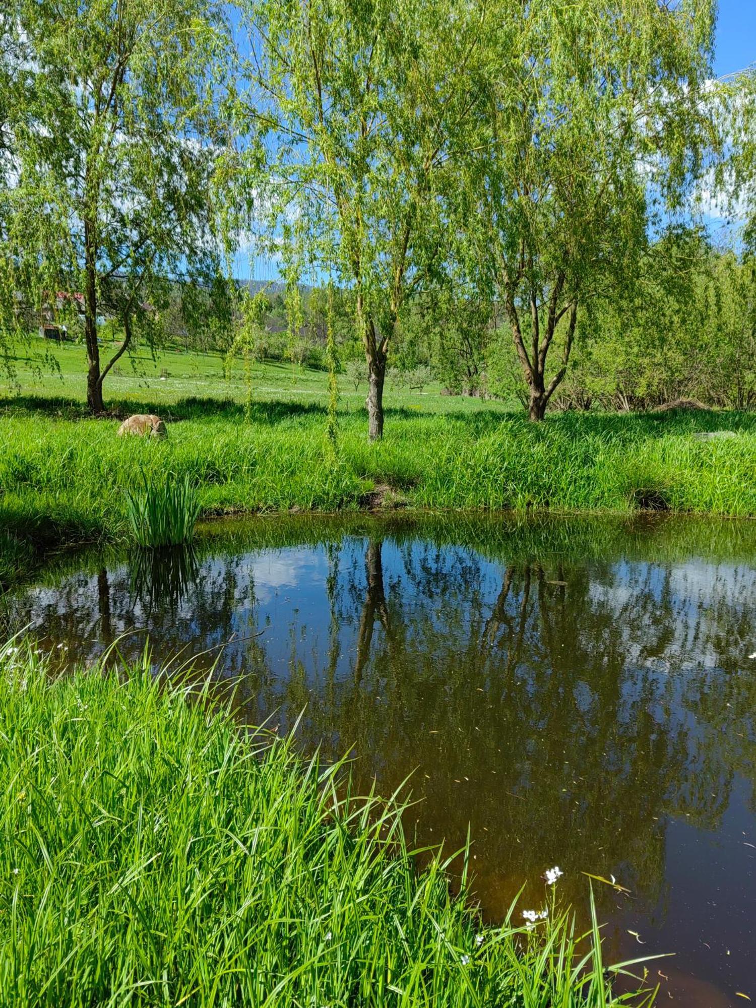 Pensiunea Mara Deseşti Exterior foto
